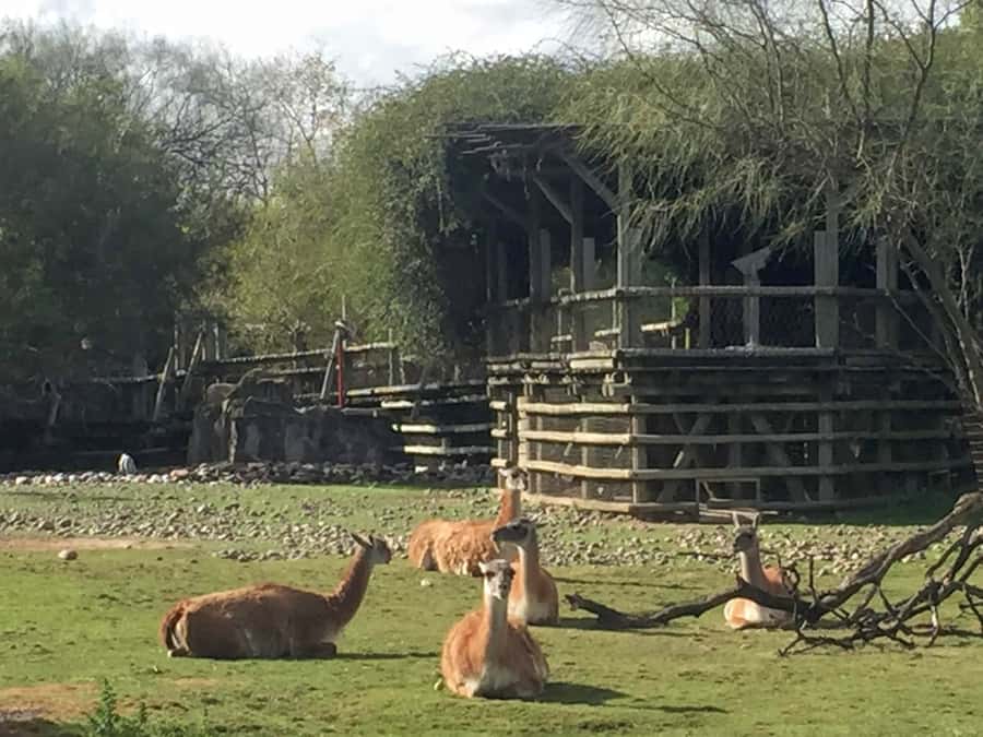 Buenos Aires: Bioparque Temaiken with Transfers - Why Temaikèn Works for a Full Family Day Outside the City
