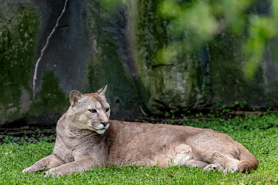 Buenos Aires: Bioparque Temaiken with Transfers - Africa and Asia Zones: When the Variety Really Hits