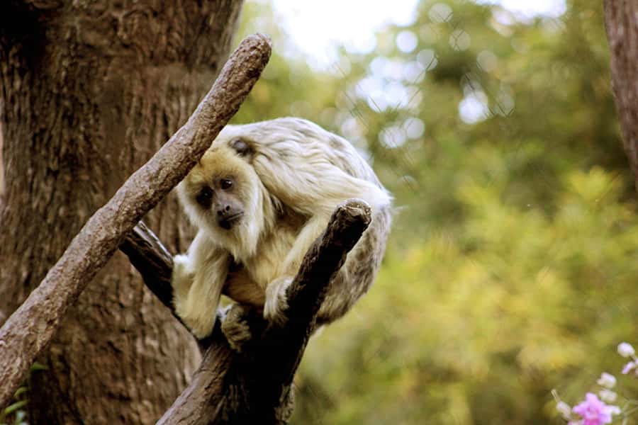 Buenos Aires: Bioparque Temaiken with Transfers - Using Your Five Hours Well: How to Plan Without a Park Guide
