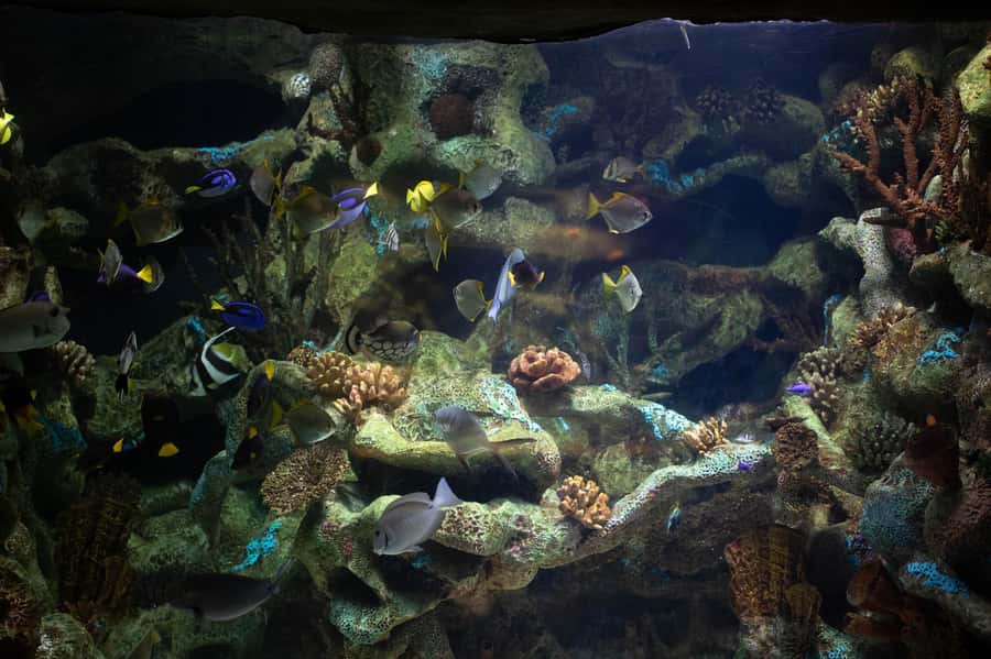 Buenos Aires: Bioparque Temaiken with Transfers - Price and Value: Is $88 a Smart Buy?