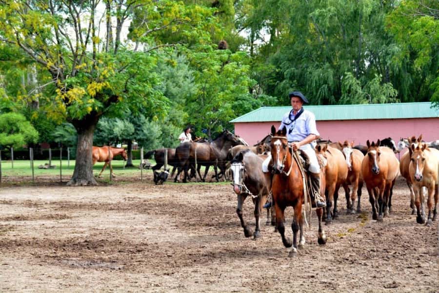 Buenos Aires: Santa Susana Ranch Day Tour, BBQ & Shows - Key things to know before you go