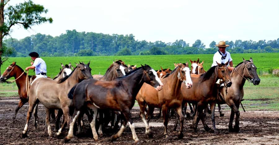 Buenos Aires: Santa Susana Ranch Day Tour, BBQ & Shows - Price, Value, and Who This Ranch Day Trip Works For