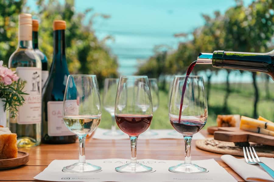 Buenos Aires: Wine Tasting & Lunch at Gamboa Vineyard - The Vineyard Tour: Learn the Place, Taste It Twice