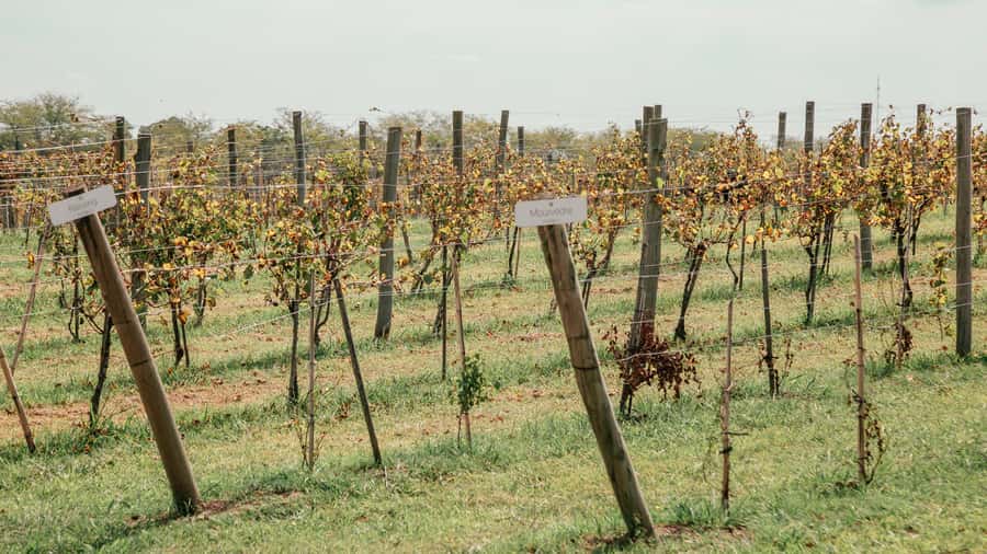 Buenos Aires: Wine Tasting & Lunch at Gamboa Vineyard - The Winery Visit and Surprise Grape-Must Beer