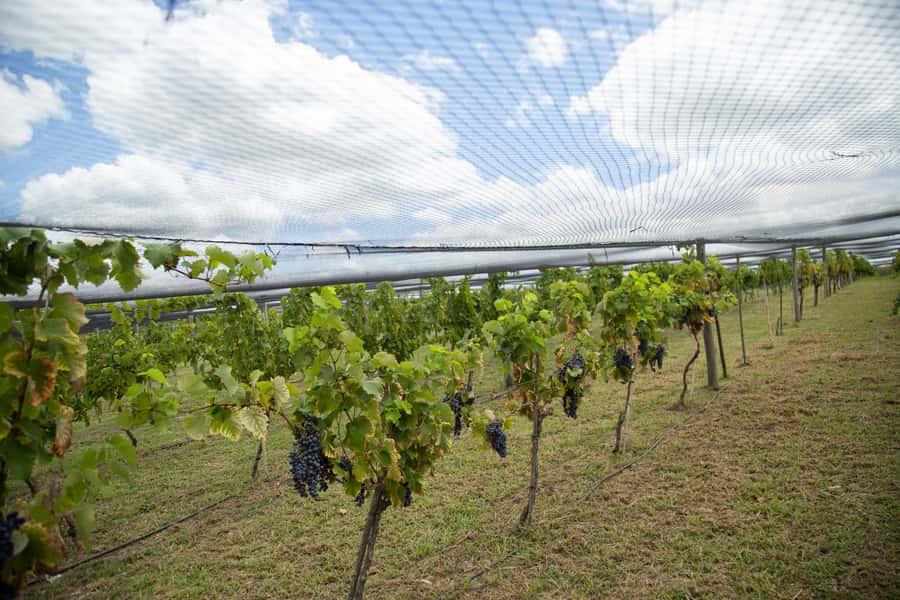 Buenos Aires: Wine Tasting & Lunch at Gamboa Vineyard - What You Get From the Guide (and Why It Matters)