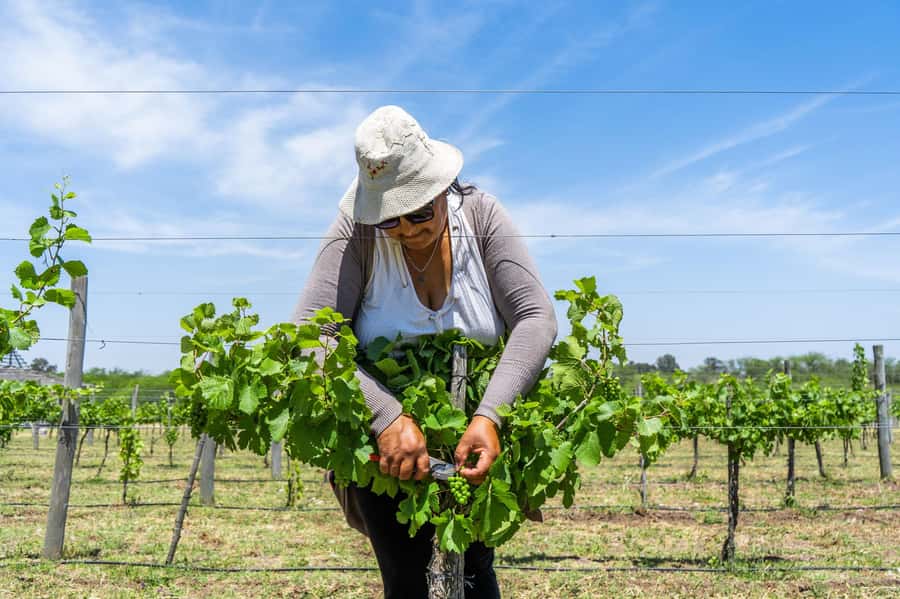 Buenos Aires: Wine Tasting & Lunch at Gamboa Vineyard - Group Size: Small Numbers, Less Waiting