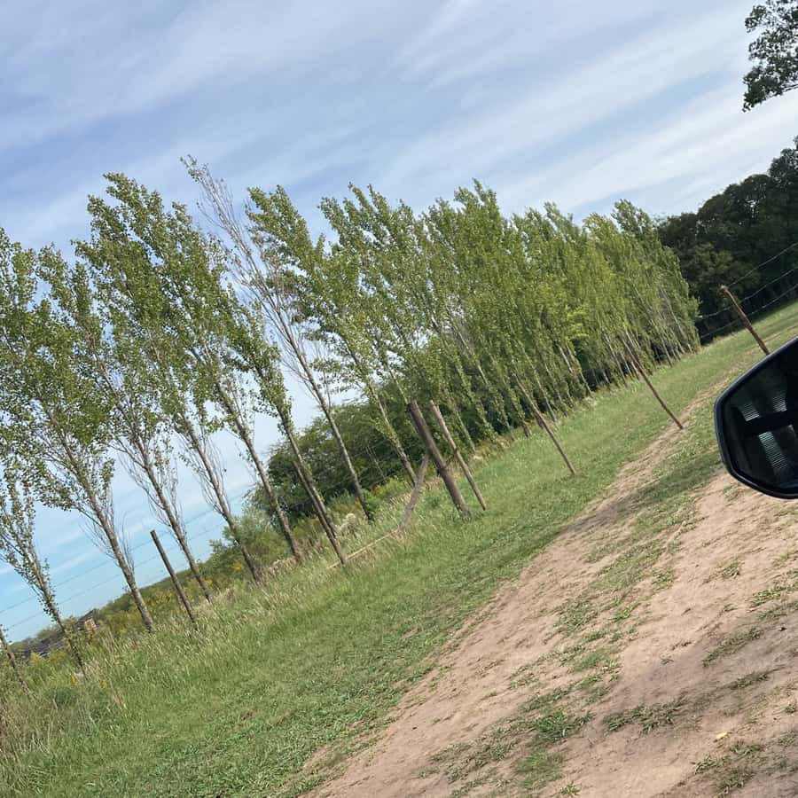 Enjoy a Rural Experience in a Vineyard near Buenos Aires - Wine tastings and food pairings: how to taste without overthinking
