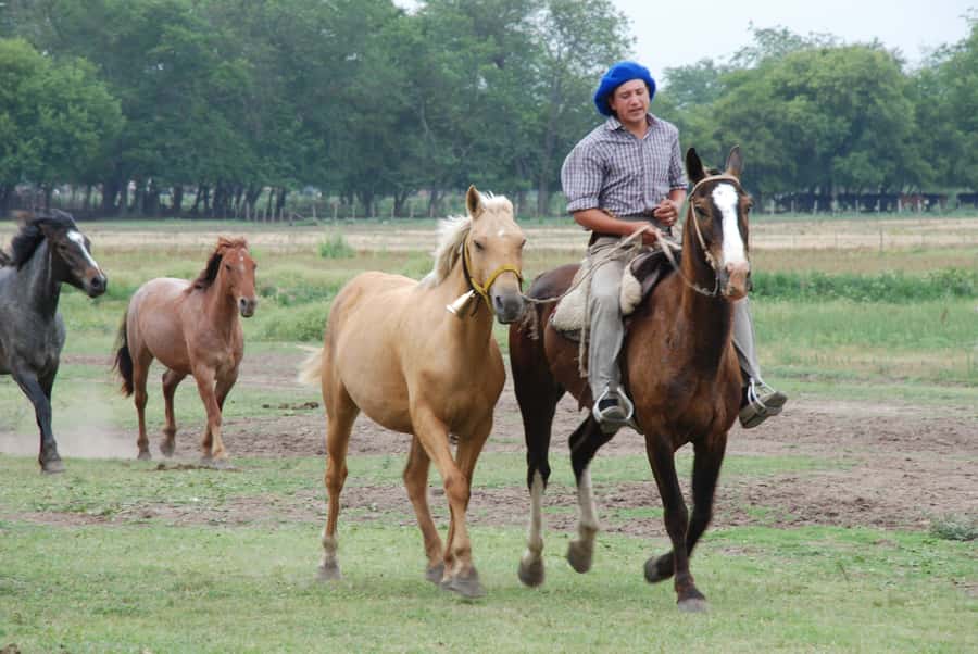 From Buenos Aires: Estancia Don Silvano Tour with Lunch. - Tea and snack hour: infusion, cakes, and the slower finish
