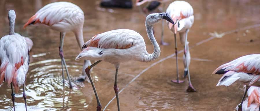 From Buenos Aires: Full-Day Temaiken Eco Park - Price and value: is $150 worth it?