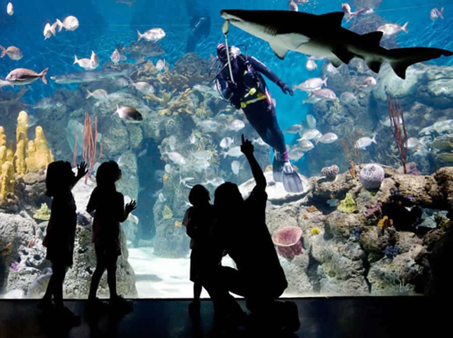 From Buenos Aires: Full-Day Temaiken Eco Park - Temaiken Bioparque: what makes it feel different from a typical zoo