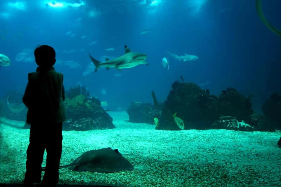 From Buenos Aires: Temaiken Zoo Tour with Ticket Included - Who this tour is best for (and who should reconsider)
