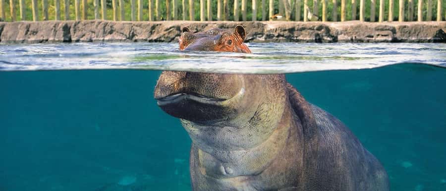 From Buenos Aires: Temaiken Zoo Tour with Ticket Included - Time on the ground: how 6 hours works for a zoo-day