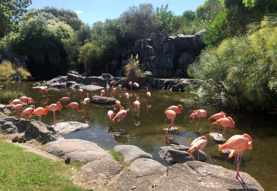 From Buenos Aires: Temaiken Zoo Tour with Ticket Included - The giant aviary: South America’s largest bird setting