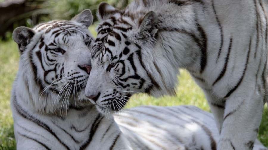 From Buenos Aires: Temaiken Zoo Tour with Ticket Included - 360-degree cinema: why it’s worth your attention