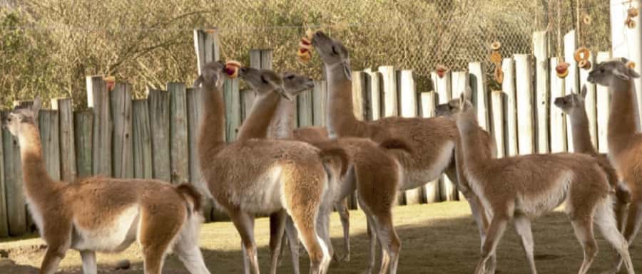 From Buenos Aires: Temaiken Zoo Tour with Ticket Included - Guides and pacing: making the day feel smooth