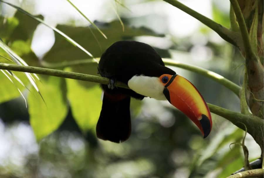 From Buenos Aires: Temaiken Zoo Tour with Ticket Included - Practical planning tips so you enjoy every section