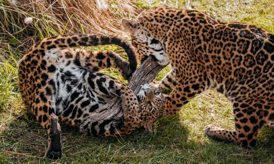 From Buenos Aires: Temaiken Zoo Tour with Ticket Included - Aquarium time: life in water, three habitat zones, and a huge volume