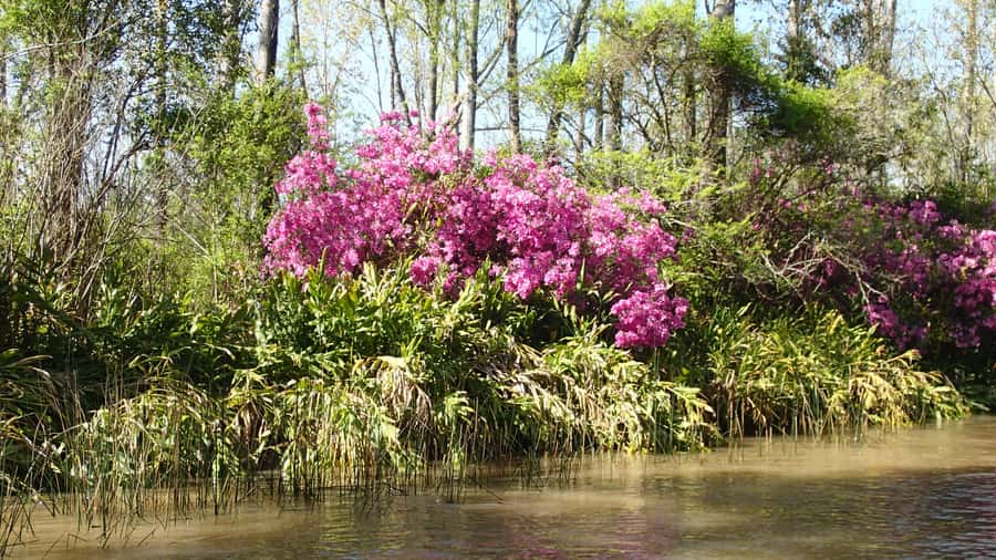 Navigation in Delta of Tigre - Exclusive semi private tour - Who Will Enjoy This Most (And Who Should Reconsider)